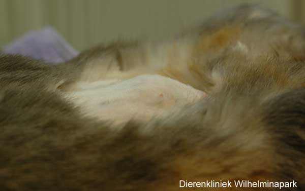 Een dikte in de buik is een aanwijzing voor een baarmoeder problemen bij het konijn